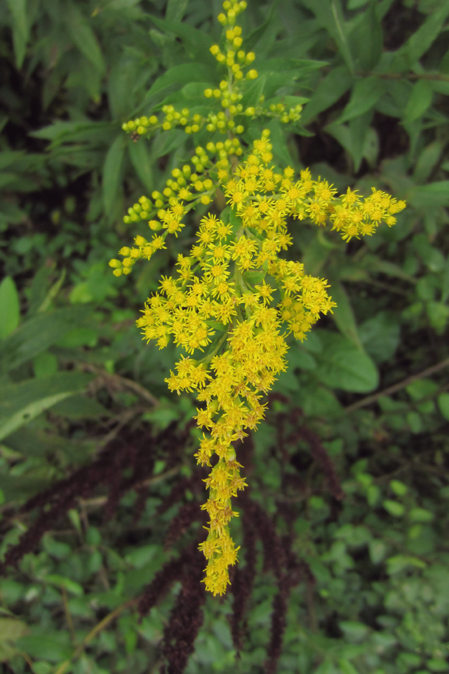 Goldenrod Goldenrod