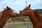 Ippoasi un luogo unico in Italia, leggi le storie degli animali ospitati!