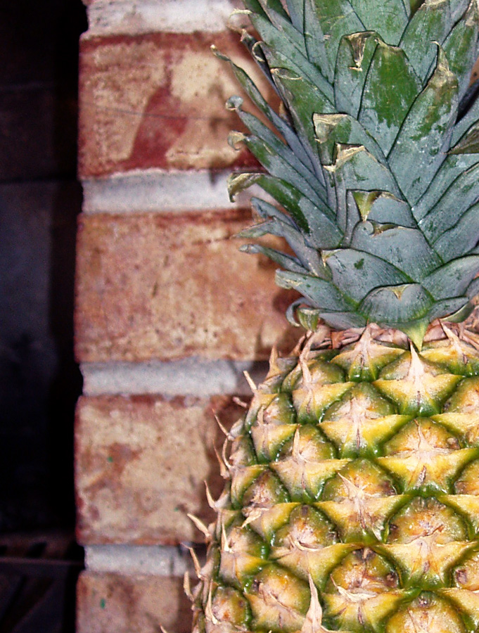 Growing Up Design Growing a Pineapple Plant Indoors