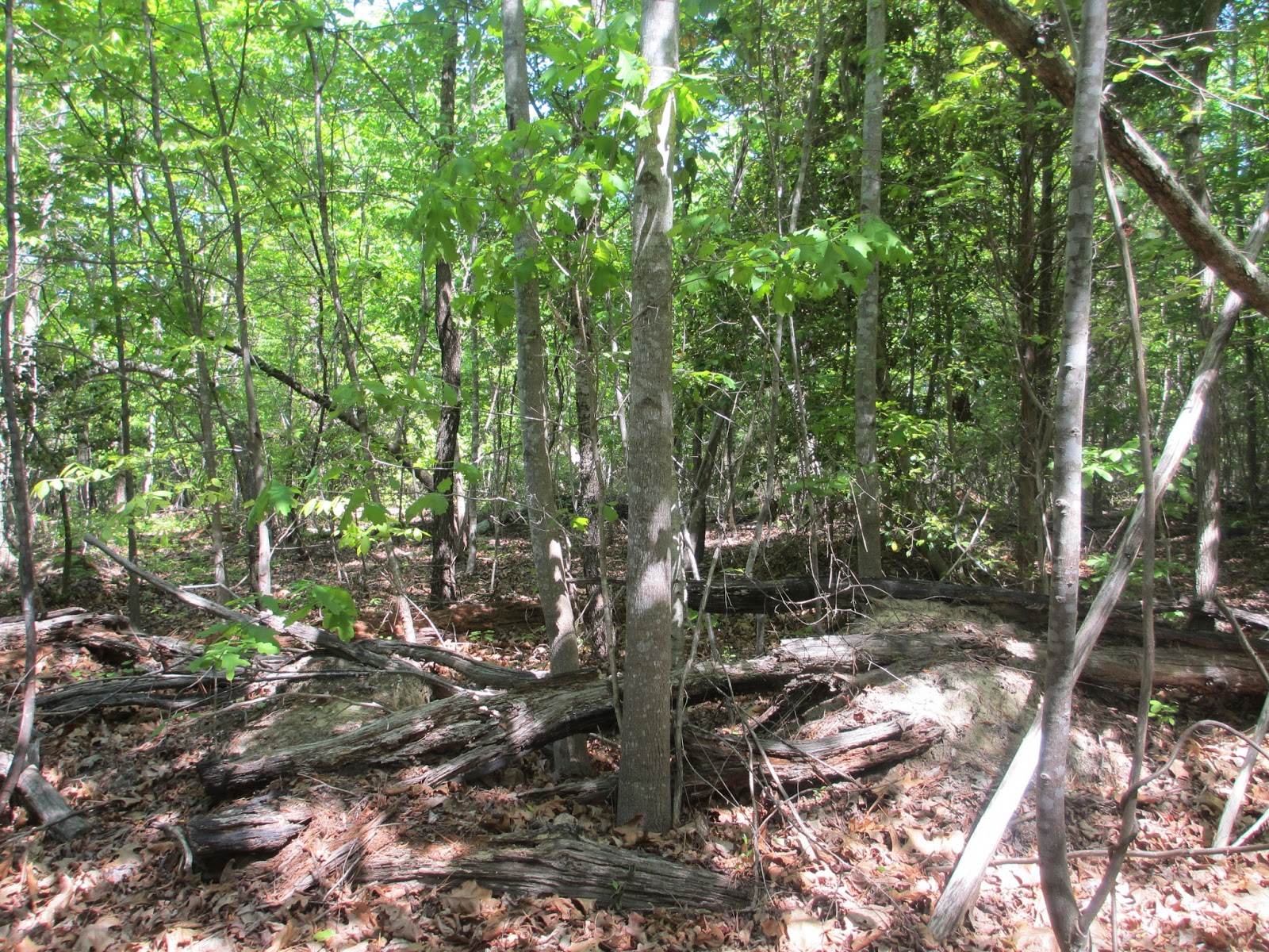 Triangle Naturalist Temple Flat Rock (Wendell, Wake County, North