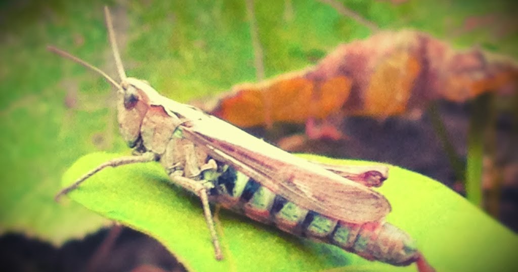 Green Patch What do do over the winter?