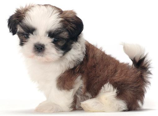 How Long To You Give A Dog Puppy Food How Long To You Give A Dog Puppy Food