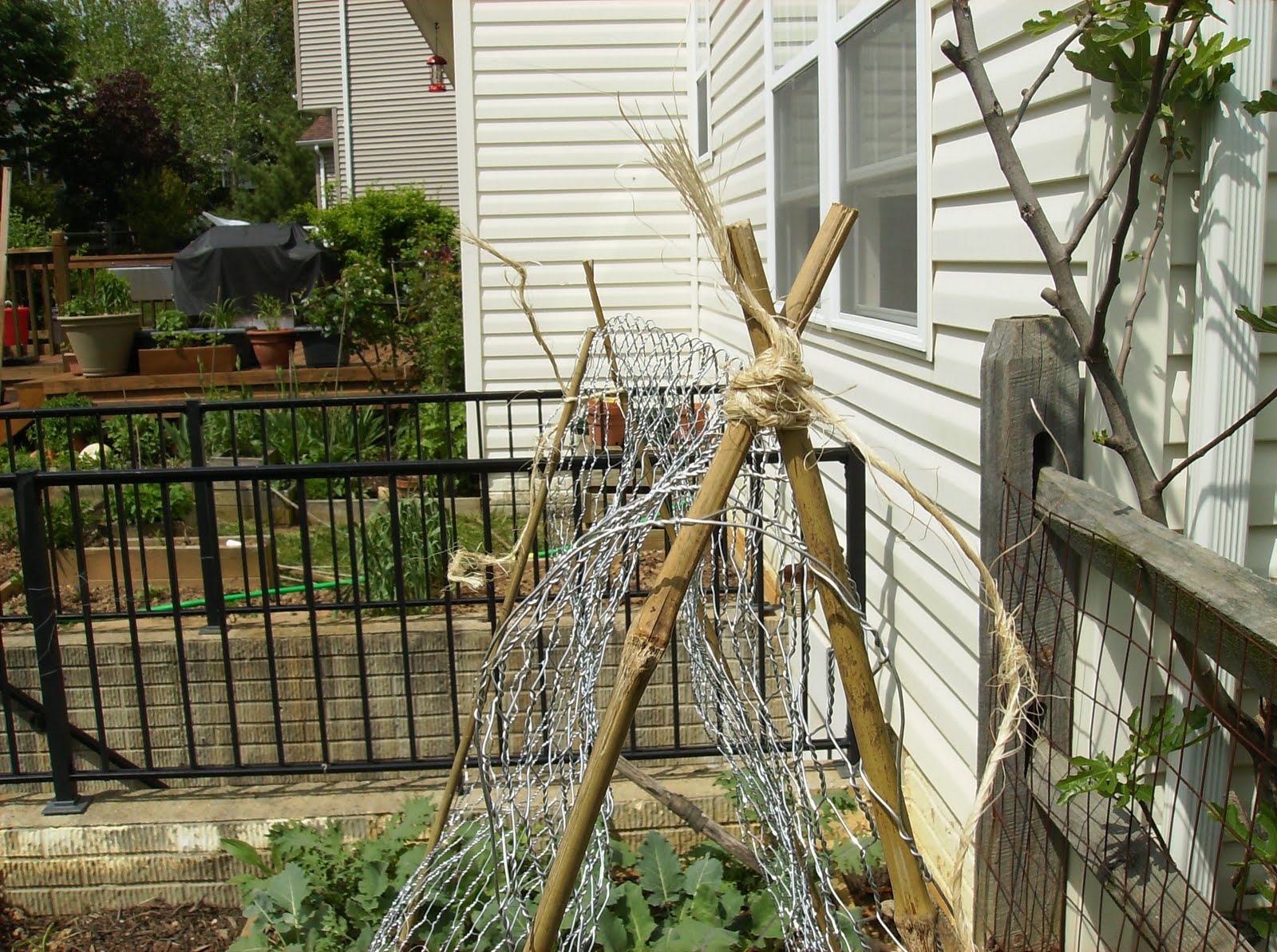 Building A Low Cost Vegetable Garden Trellis In Pictures The Poetic Vegetable Garden