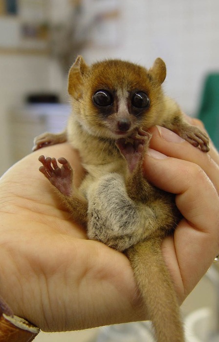 cutest on earth the cutest animal on earth cutest on earth the cutest animal on earth