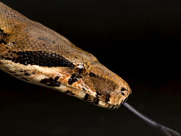 boa constrictor facts pictures information animal wallpapers boa constrictor facts 600x450 boa constrictor facts pictures information animal wallpapers boa constrictor facts 600x450