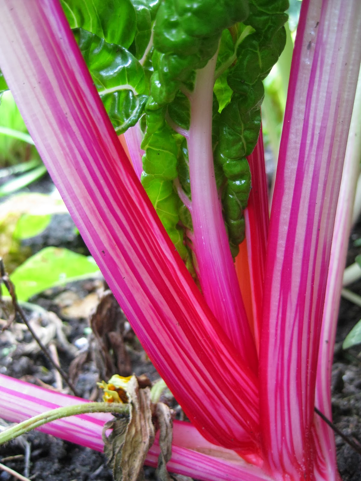 Rotary Botanical Gardens Hort Blog Swiss Chard The Original