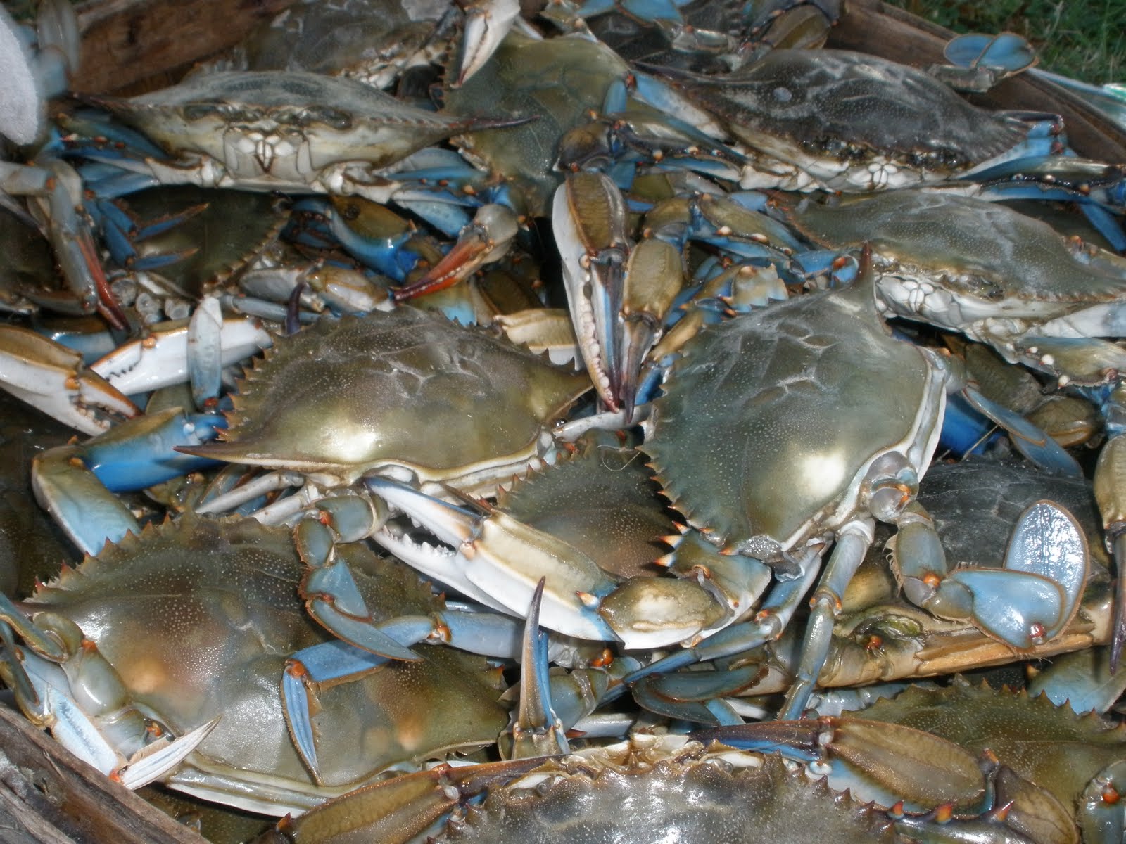 Bananas! Steamed Blue Crabs