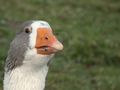 Geese christmas popularity england OldScrotesHome: December 2011