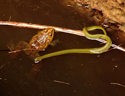 BULL FROG AND KEEL BACK GREEN SNAKE IN WELL