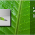 Linux Mint 15 (Olivia) - Disponível !!!