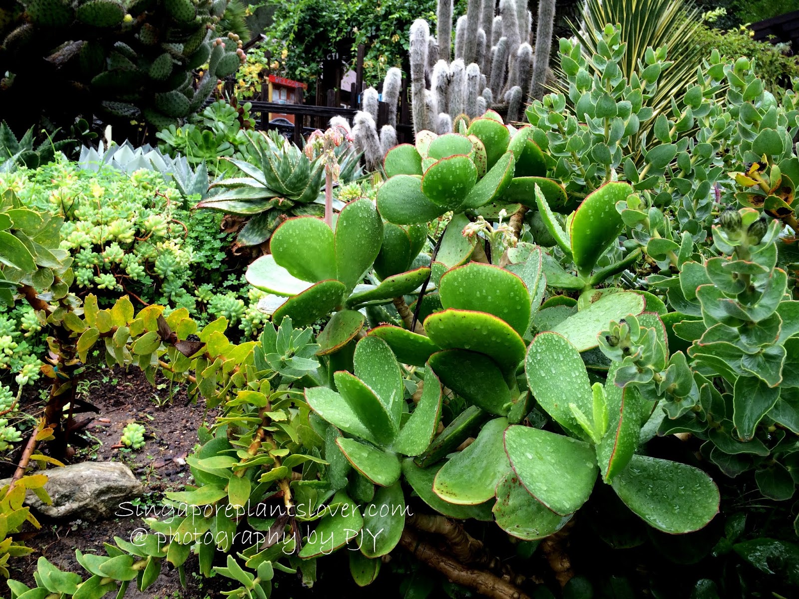 Singapore Plants Lover The Amazing World of Succulents and Cactus