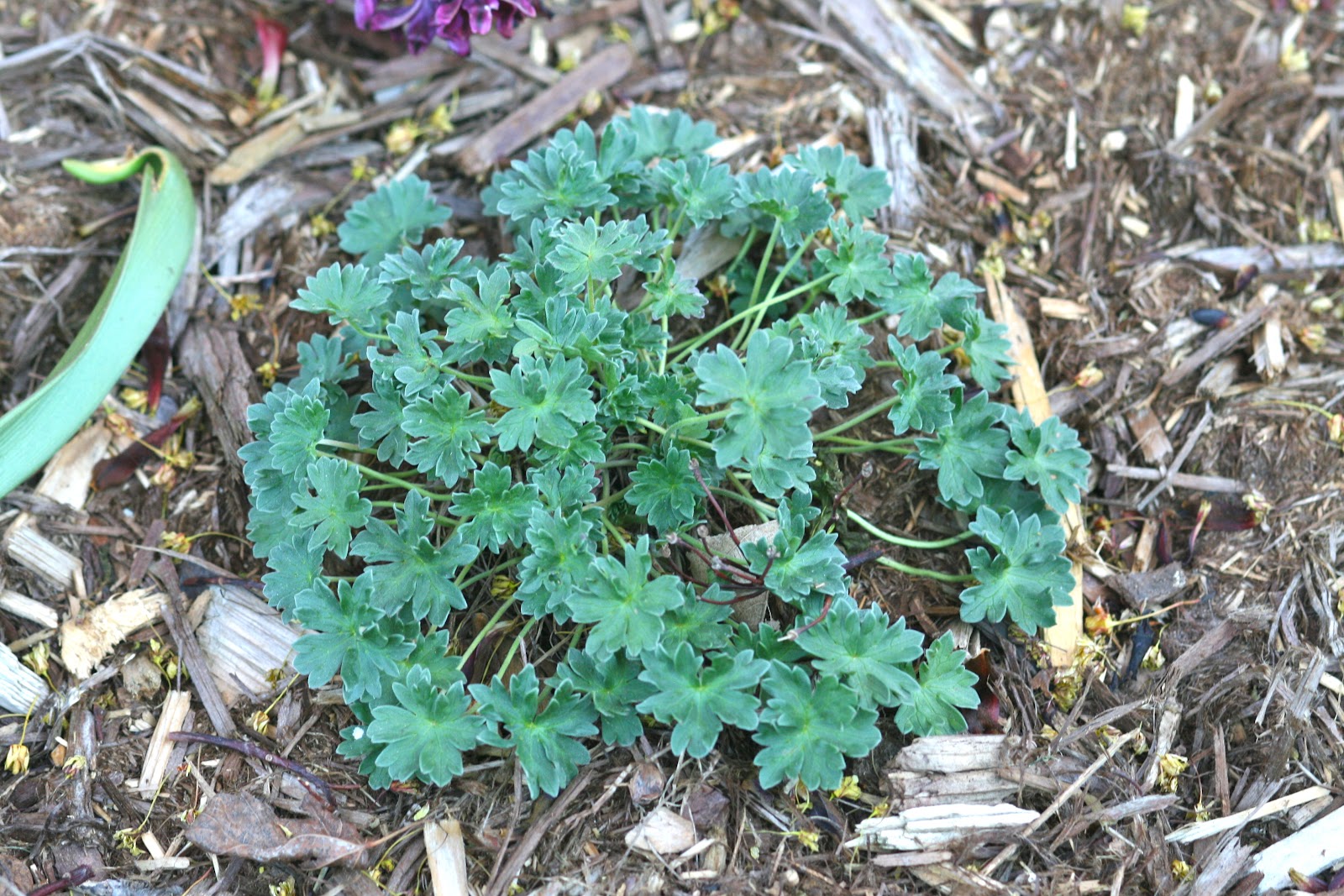 Geranium Bob`s blunder