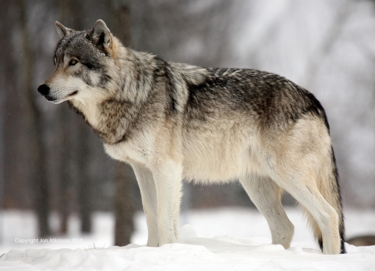 The Wild Wolf | New Pictures | The Wildlife