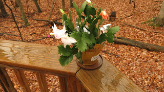 Christmas Cactus, December 01, 2015, 10:36:25 AM
