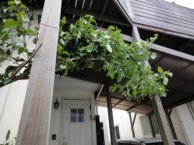 新・江ノ島★アロハライフ 玄関回りの植木たち