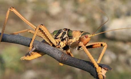 Çekirgeler Hakkında Önemli Bilgiler Çekirgeler Hakkında Önemli Bilgiler