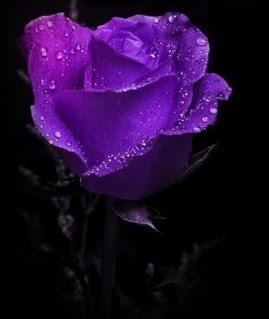 Wallpaper-HD-Blog: Purple Roses