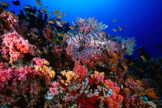 HP Reef di Maldives