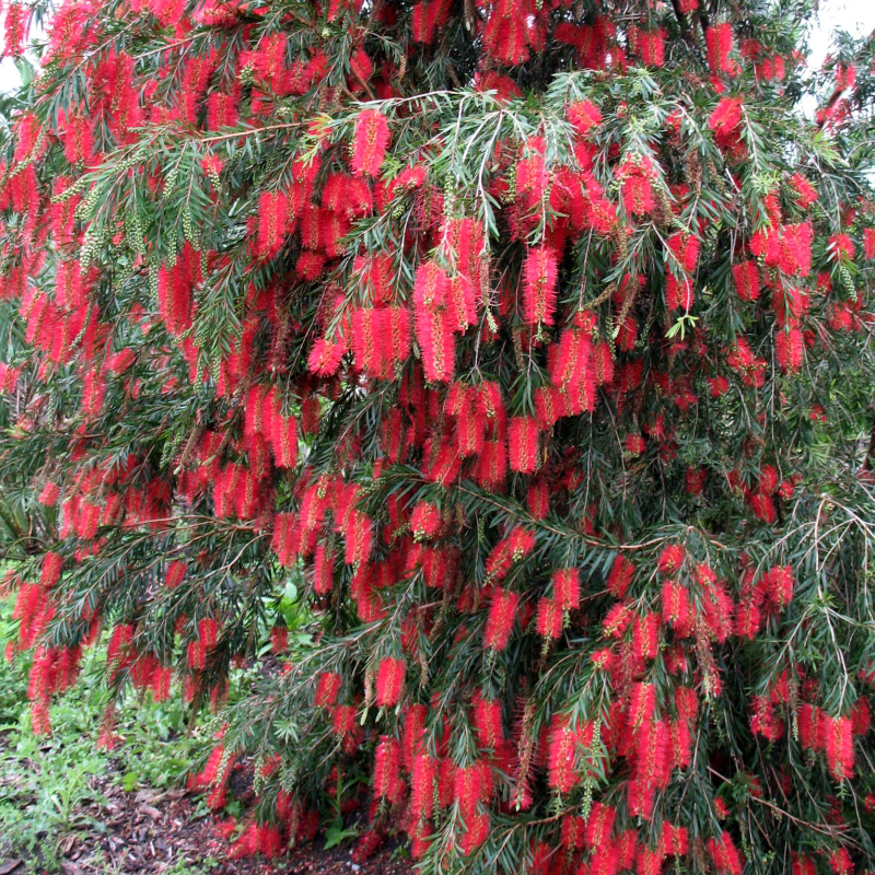 Trees Callistemon viminalis Weeping Bottlebrush
