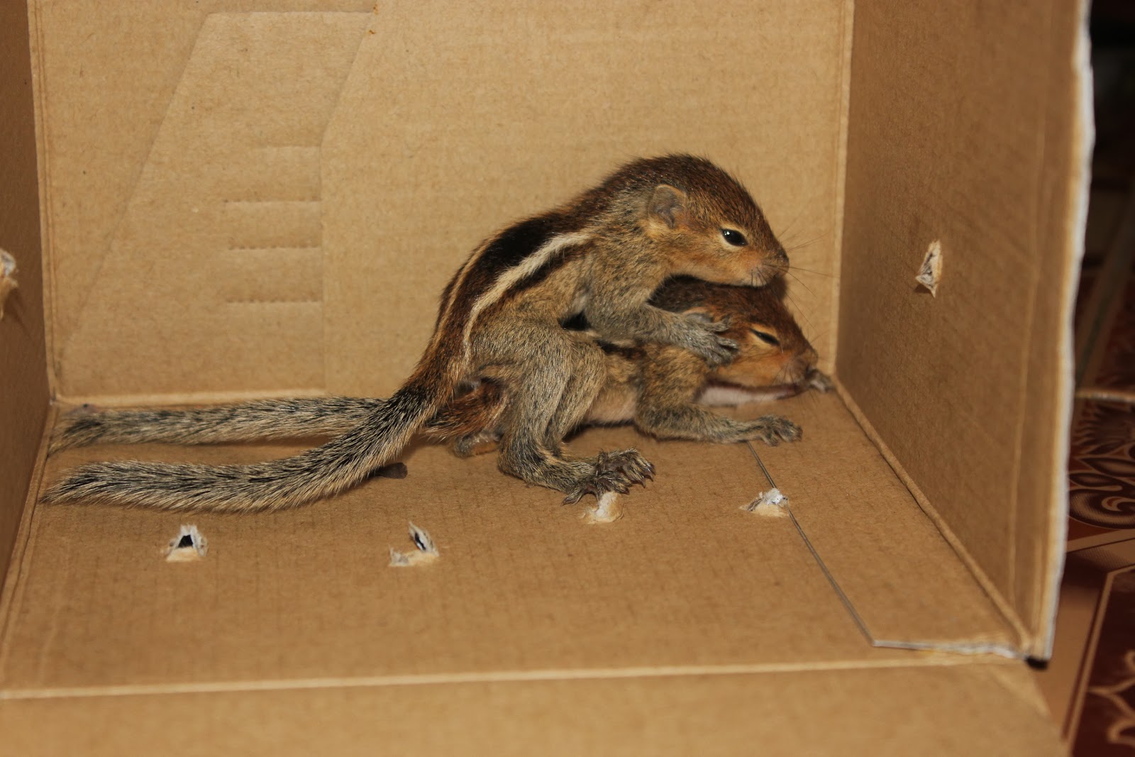 PAWSMumbai Pix Update Baby Squirrel lost their mother