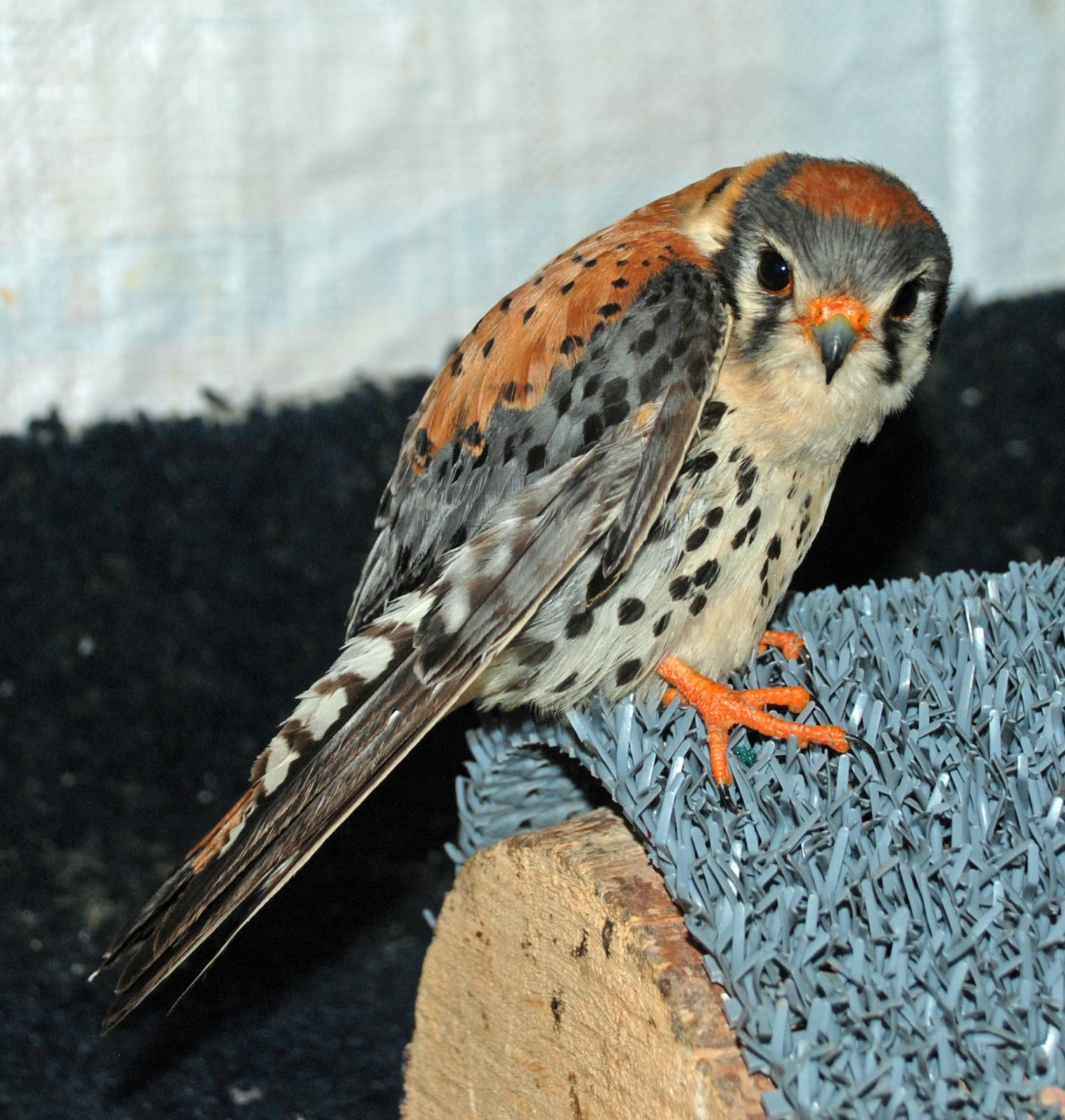 ironside bird rescue inc a beautiful young man ironside bird rescue inc a beautiful young man