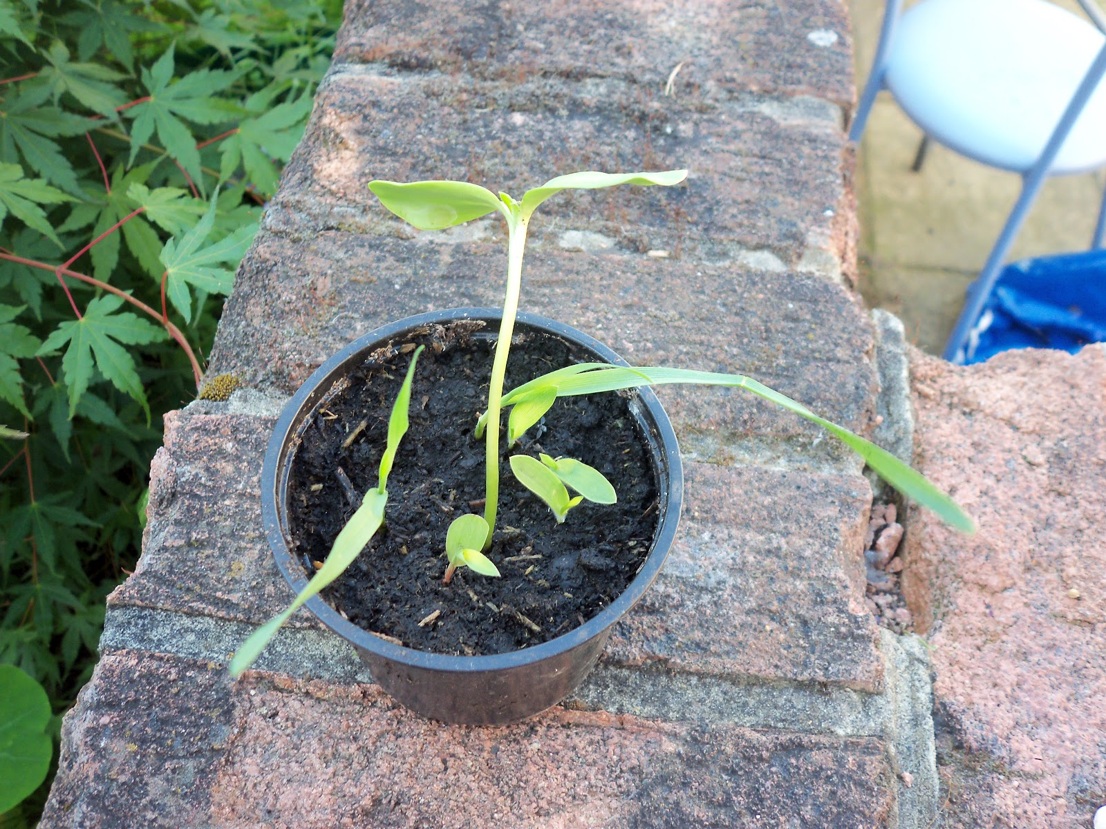 Birding In The Garden Getting Started With BirdFeeding 1