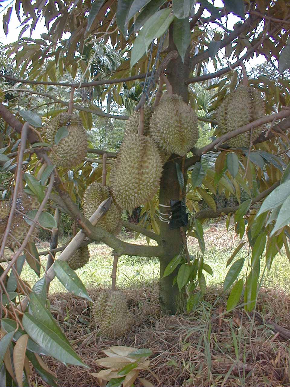 3 Cara Menanam Durian yang Baik dan Tepat Petani TOP