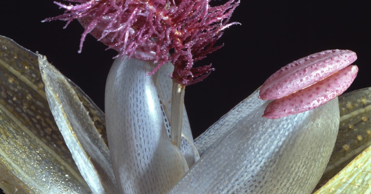 Parvum Opus The Glass Flowers by R. & L. Blaschka at Harvard's Natural