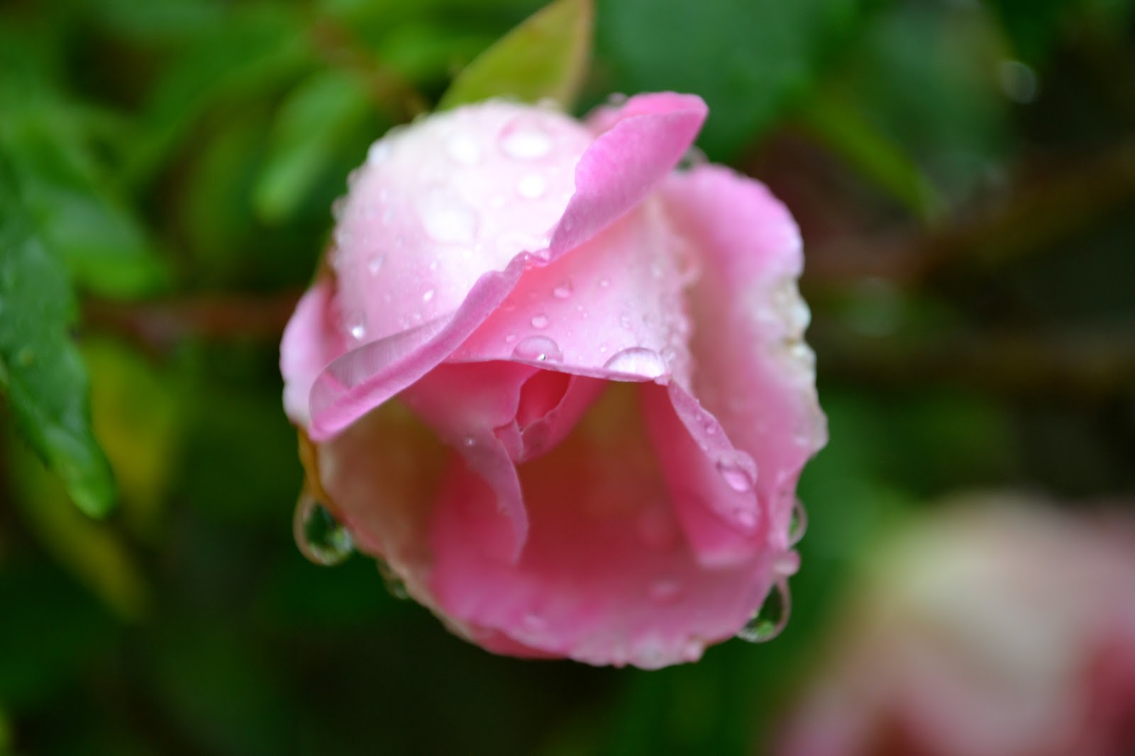 THE FRENCH HUTCH PETALS FROM THE PAST