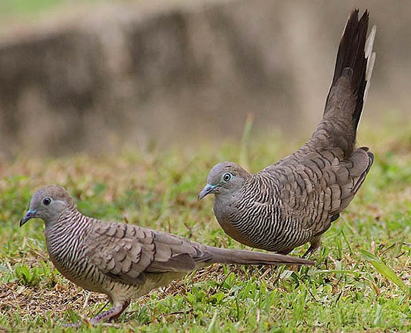 Left Field Wander: Zebra Dove Courting