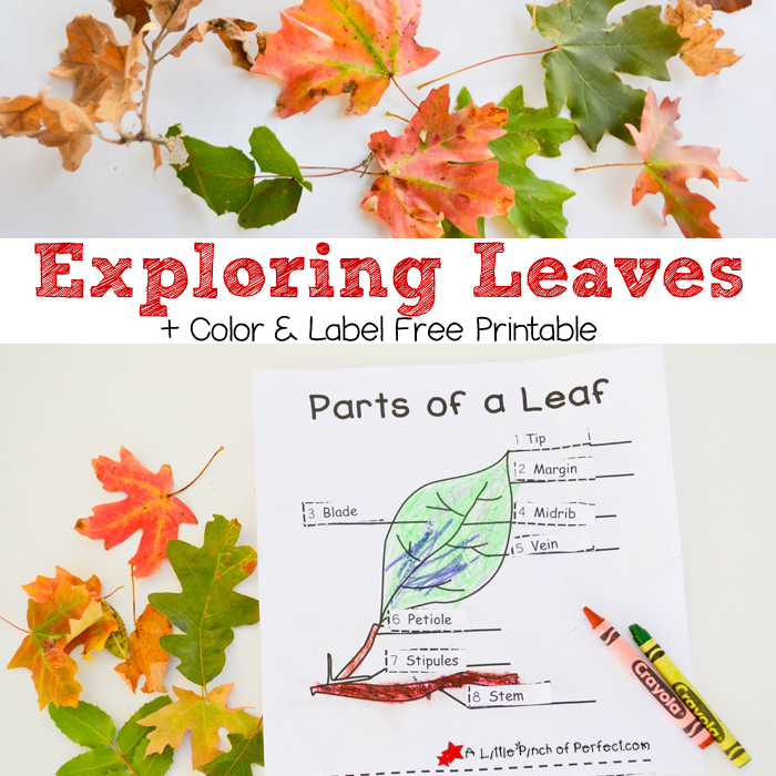 learning about leaves explore color and label free printable for leaf identification chart for kids