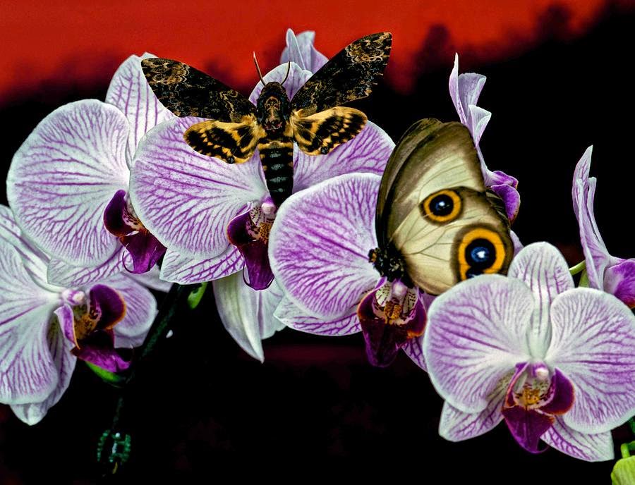 orchid flower purple and black butterfly in the garden sweet dreams