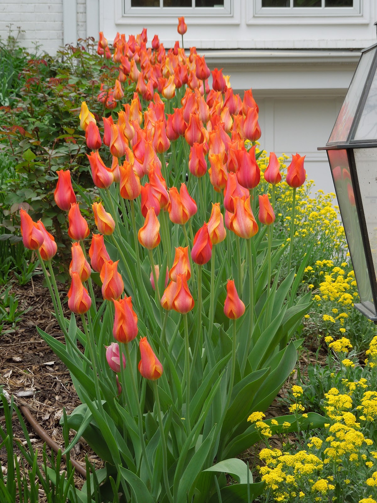 The French Tangerine enticing tulips