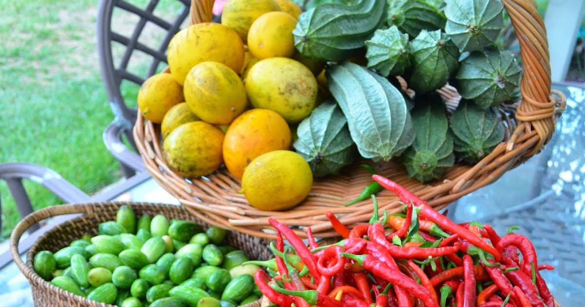 Entertaining From an Ethnic Indian Kitchen: Kitchen garden update and