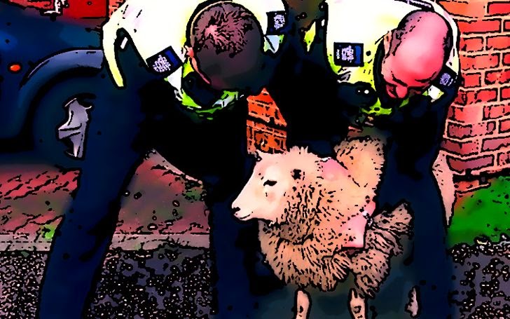 darknet-sheep-marketplace-owner-arrested.jpg