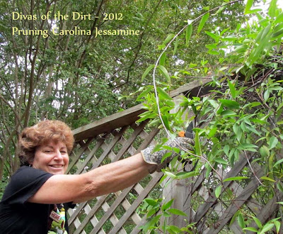 Divasofthedirt,pruning Carolina jessamine