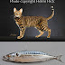 What is a mackerel tabby?