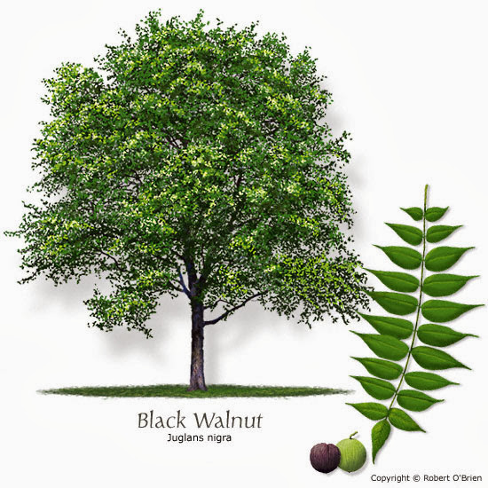 Juglans+nigra.jpg