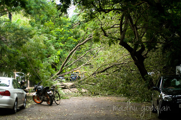 Cyclone Nilam Aftermath