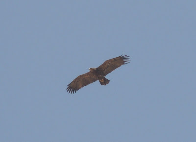 adult steppe eagle