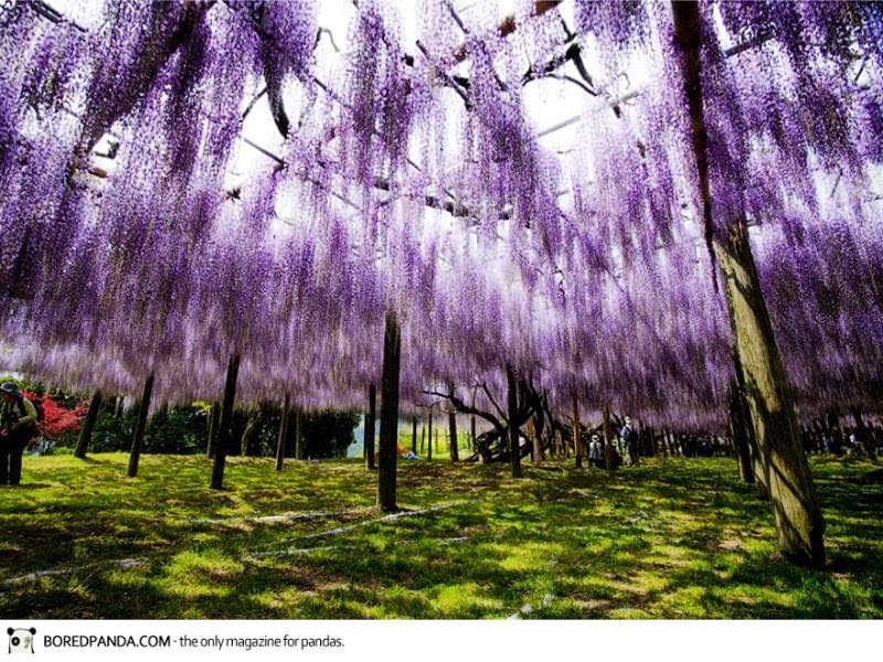 Wisteria Flower Tunnel, Kawachi Fuji Garden, Japan Beautifull Places