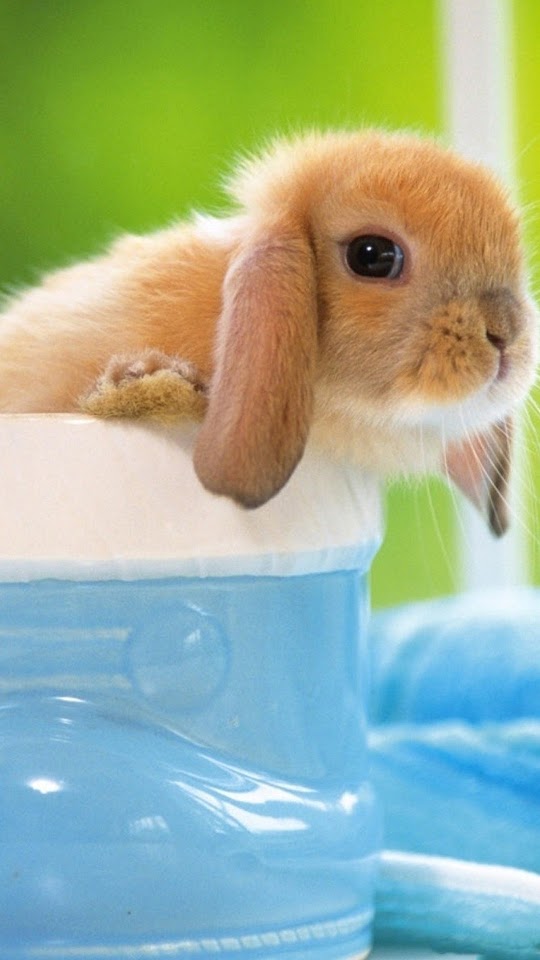 Cute Bunny  Android Best Wallpaper