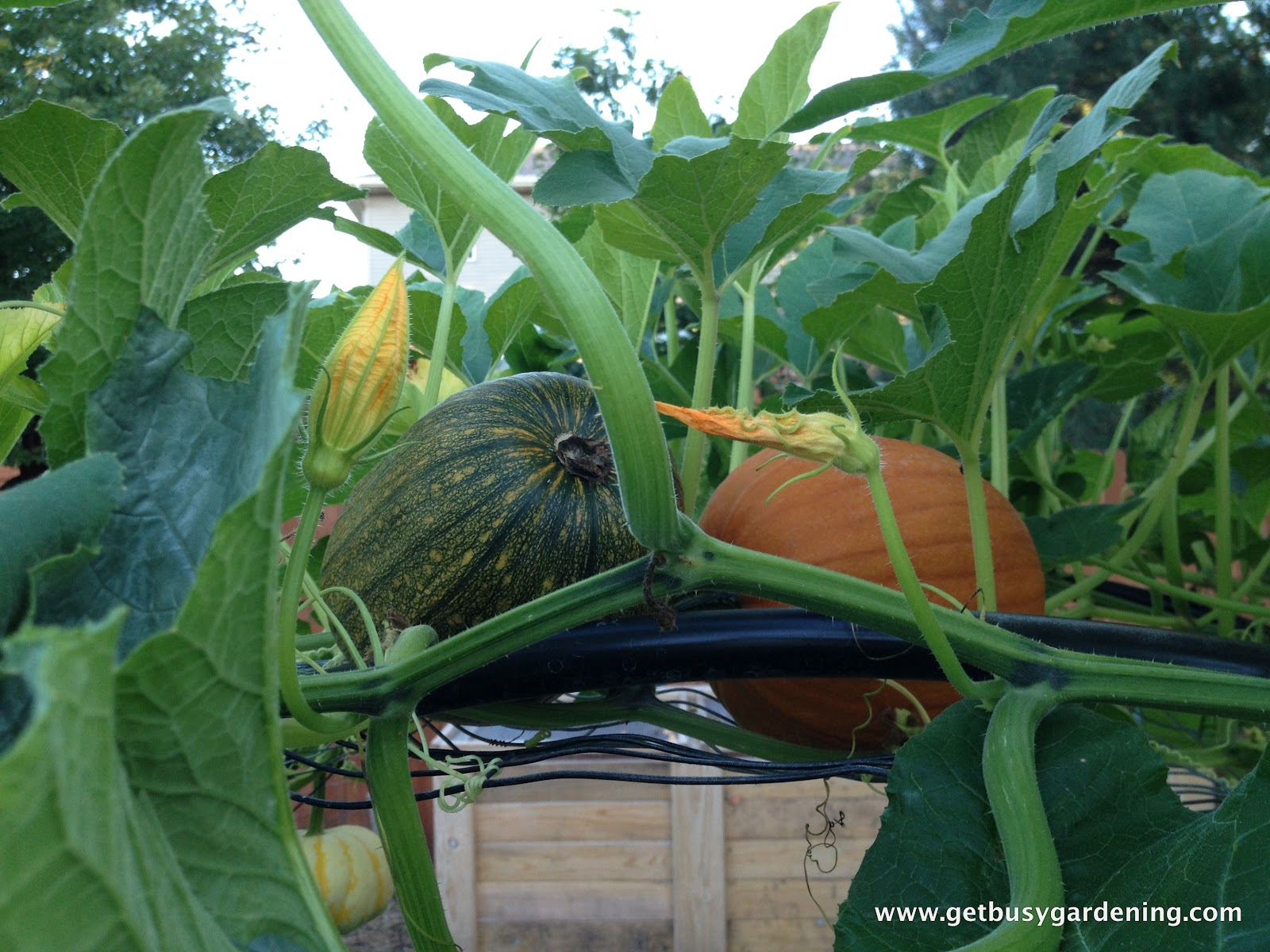 Squash Arch Update Get Busy Gardening