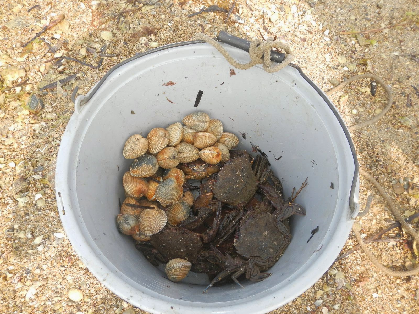 pêche à pied praires, étrilles, palourde