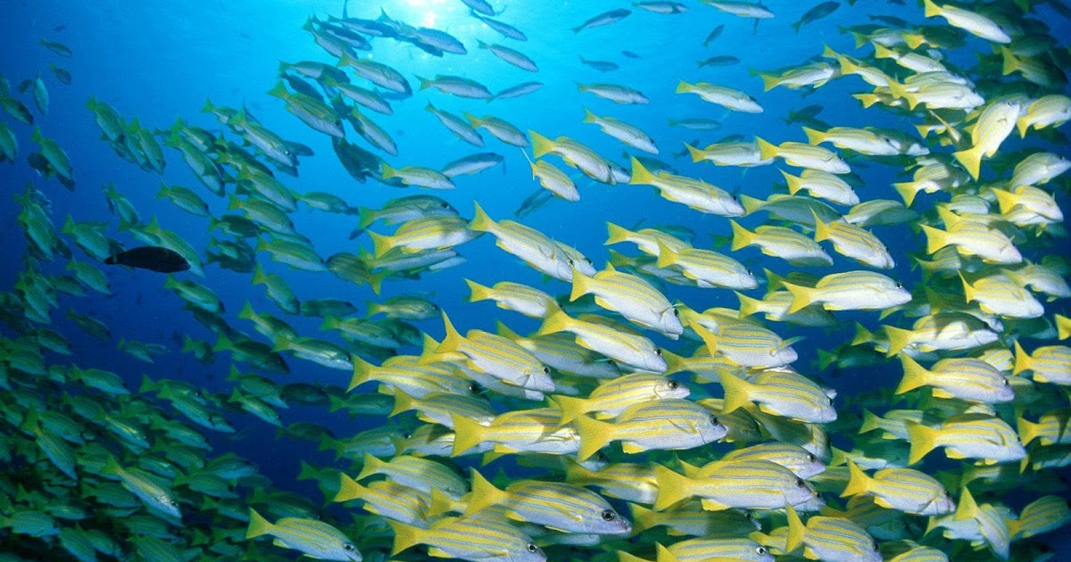 Viviendo en un acuario: La importancia del cardumen