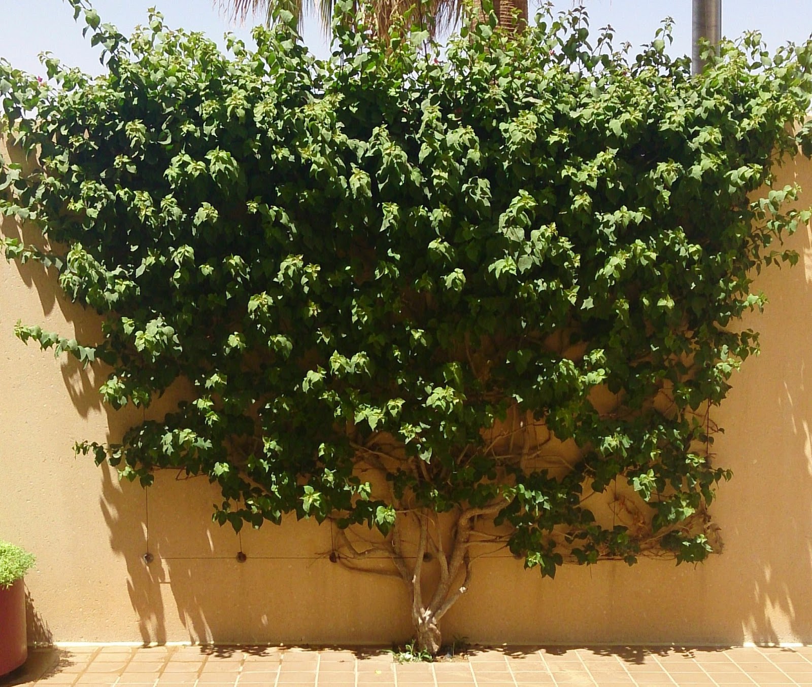 Basic Pinoy Bonsai Spiderplant