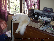 "Some animals are more equal"! Ultimate cat luxury of matahari.(Thursday 16-8-2012)