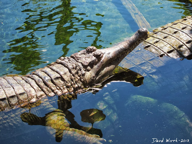 asian alligator, snout, food