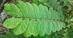 krim panau paling berkesan CARA MENGHILANGKAN PANAU PALING BERKESAN