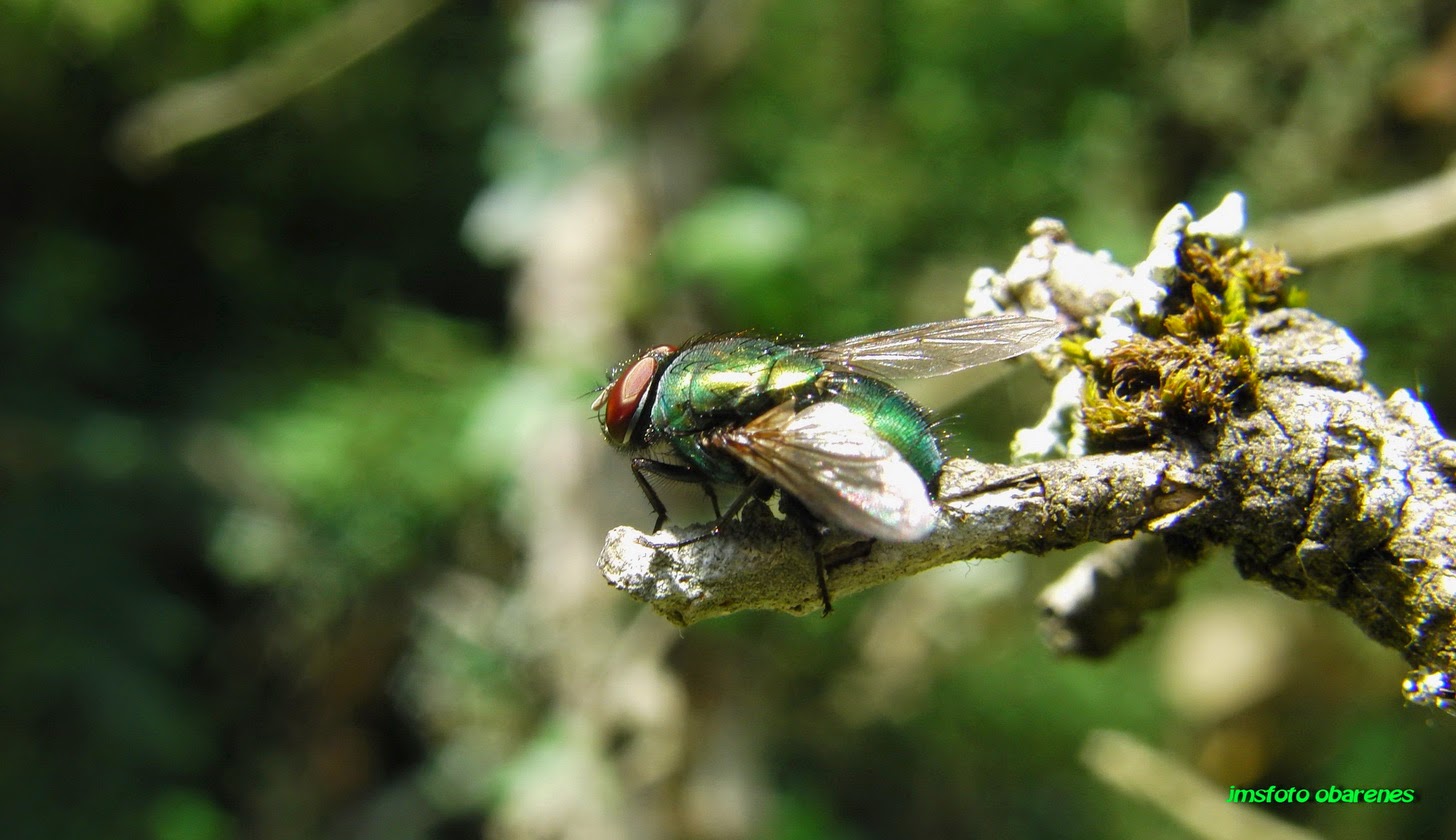 MONTES OBARENES ENTORNO Y VIDA Mosca verde (Phaenicia sericata)